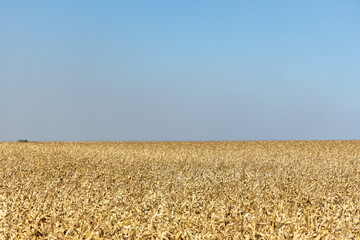 Naklejka premium Campo de milho em ponto de colheita