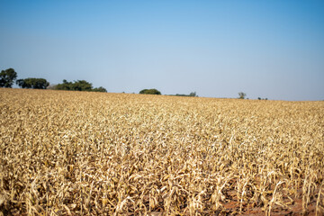 Campo de milho em ponto de colheita