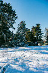 winter landscape with trees and snow