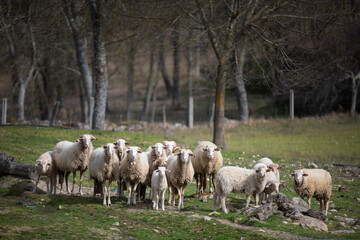 Fototapeta na wymiar Flock of sheep looking at the camera