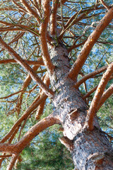 old tree in the forest