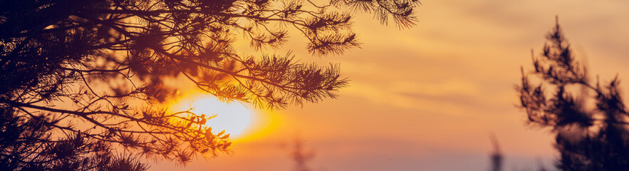 sunset in the tree, Sunset at the dune beach