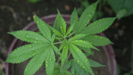 water droplets on textured leaves of young marijuana plant top view, alternative medicine freshness...