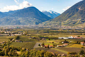 Fototapeta premium panoramic view of vineyard and apple orchard in the mountains at Merano. Italy