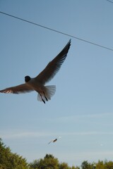 kite in flight