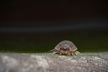 Cellar louse at eye level