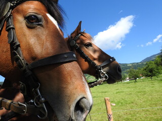 Obraz premium Switzerland landscapes