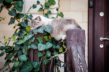 A gray cat is sleeping sweetly on the railing at the entrance to the house