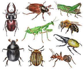 Set of watercolor beetles. Hercules beetle, dung beetle, Colorado beetle, deer, may beetle, grasshopper, praying mantis, bee, ant. Hand drawn. 


