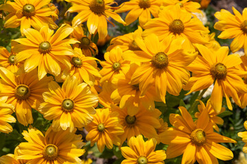 Fototapeta premium Sunbeckia Ophelia (Rudbeckia) Sonnenhut