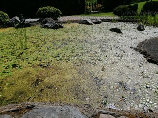 Fototapeta na wymiar Japanese garden.small pond with unopened buds of yellow water lilies,stones,mud,sedge