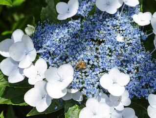 Flowers growing from hydrangea, with some smaller blue and the larger white. Between the flowers a...
