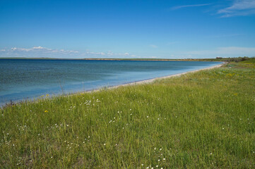 Green steppe. The shore of the Tiligul estuary.