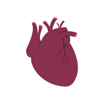 Human heart blood muscular organ