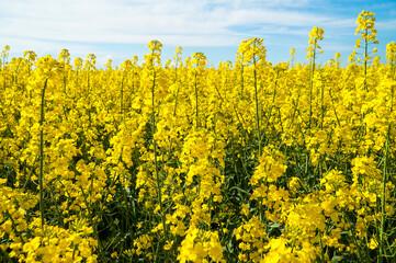 Obraz premium Yellow field of blooming rapeseed.