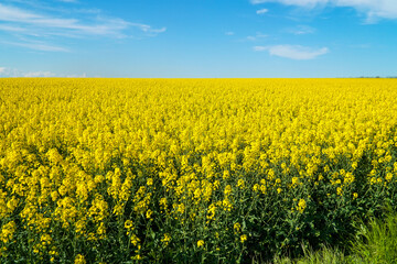 Fototapeta premium Yellow field of blooming rapeseed.