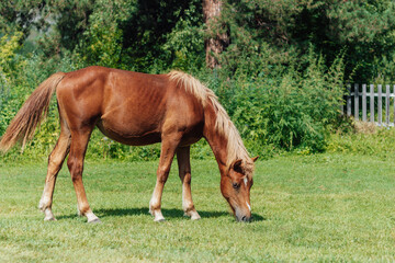 Naklejka na ściany i meble A little red colt with a light mane grazes in a meadow eating green grass. A sunny summer day