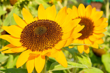 Obraz premium ひまわり畑