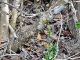 Spiders