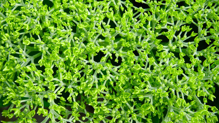 Bauernhortensie, Schneeball, Hortensie