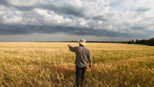 Male farmer walking on ripe wheat field and giving interview about farmland agriculture. Young agronomist pointing with hand on his golden barley meadow and talking about seasonal crop. Rear view