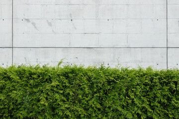 Green thuja plants against Blank concrete wall. Abstract architecture background. Copy space