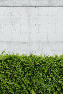 Green thuja plants against Blank concrete wall. Abstract architecture background. Copy space © Formatoriginal