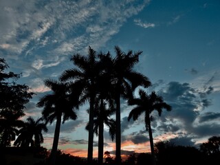 Fototapeta na wymiar Palm trees in Florida