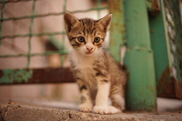 tabby kitten with white paws portrait near old rusty fence