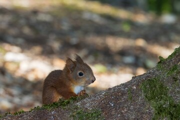 Naklejka na ściany i meble junges Eichhörnchen auf Baumstamm