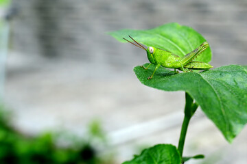 Green grasshopper - Oxya serville. is one of the most common insect species found in Indonesia