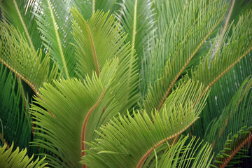 Close-up full frame view of the fresh dense leaves of a young palm tree