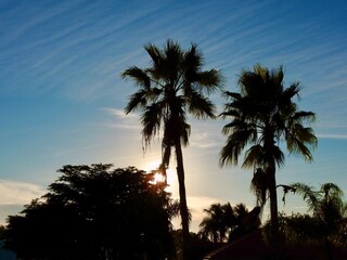 Obraz premium Palm trees