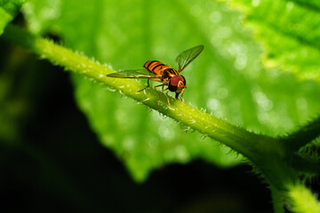 Fruit fly at night, the enemy of sweet fruit.