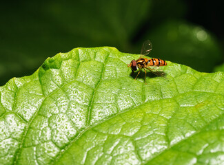 Fruit fly at night, the enemy of sweet fruit.