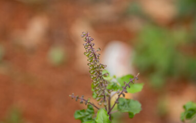 Flower of a medicinal plant