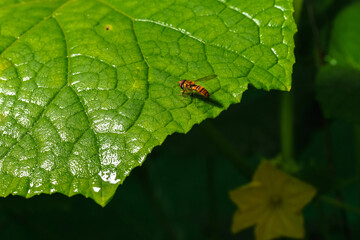 Fruit fly at night, the enemy of sweet fruit.