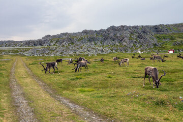 Reindeers grazing in idyllic mountain landscape, Finnmark, Norway