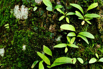Mosses - Bryophyta. usually grows in moist places such as on the forest floor, on tree trunks, well walls, cliffs, moist bark, or brick surfaces