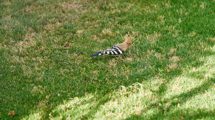 hoopoe bird on green grass in garden in Egypt