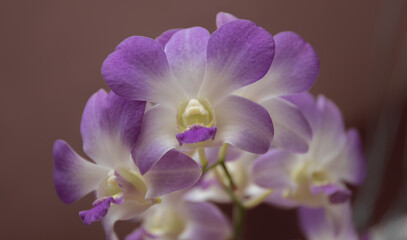 Violet color orchid in a garden