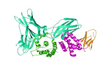 Crystal structure of human interleukin-3 in complex with receptor. Ribbons diagram with differently colored protein chains based on protein data bank entry 5uv8. 3d illustration