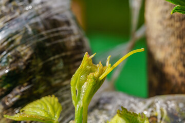 green shoots on a grape Bush.