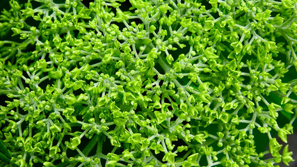 Bauernhortensie, Schneeball, Hortensie
