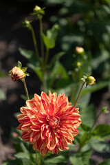 Dahlia Neo (Dekorative Dahlie)