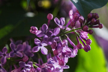 Fototapeta na wymiar Purple lilac flowers in rays of light