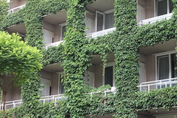 abandoned house, plants in the house