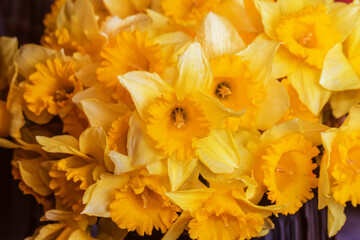 Bouquet of fresh yellow spring daffodils