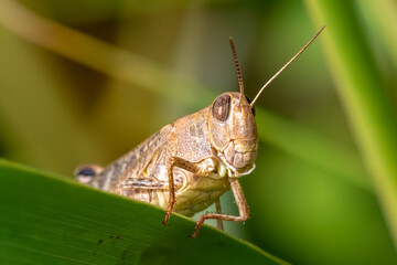 Grasshopper close up