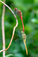 Mating dragonflies